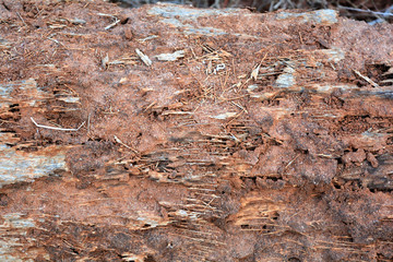 wood texture