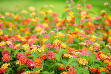 beautiful blooming Lantana camara, blur flowers background, clos
