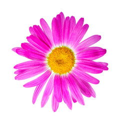 pink chamomile flower is isolated on white background, closeup