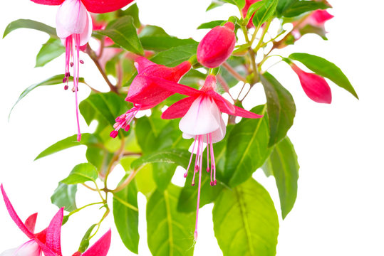 blooming red and white fuchsia flower is isolated on white backg