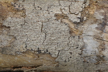 wood texture