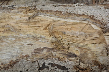 wood texture
