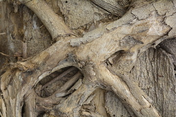 wood texture