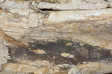 wood texture