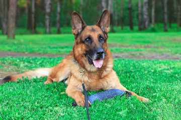 German shepherd in the park