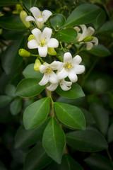 Orange Jessamine flowers.