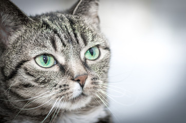 Katzengesicht Nahaufnahme