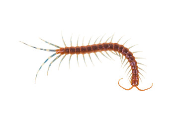 Centipede