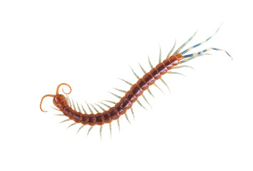 Centipede