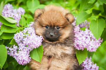 Portrait of little pomeranian spitz puppy in flowers © Rita Kochmarjova