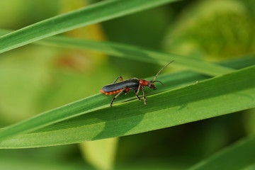 Beetle on a green leaf.