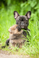 Little pomeranian spitz puppy kissing french bulldog