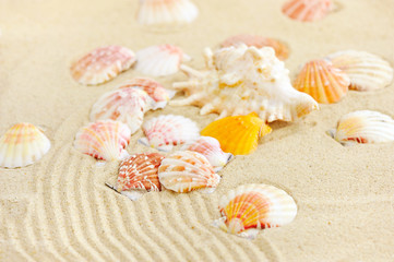 Sea shells on sandy beach