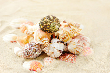 Sea shells on sandy beach