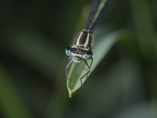 Horseshoe Azur-maid, Hufeisen Azurjungfer (Coenagrion puella)