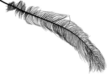 illustration with long ostrich feather on white - obrazy, fototapety, plakaty