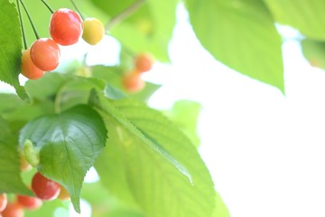 サクランボと若葉
