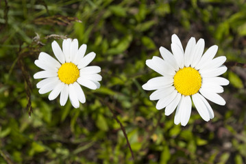 Margariten im Sommer, Blumenwiese