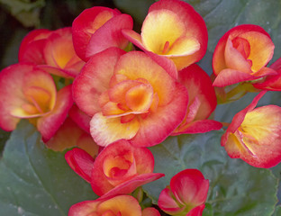 orange begonia flowers closeup in the garden