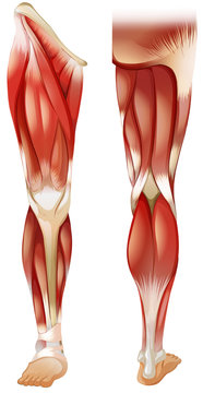 Leg muscle