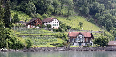 Fototapeta premium walensee...vignes
