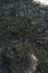 Roots in a soil background
