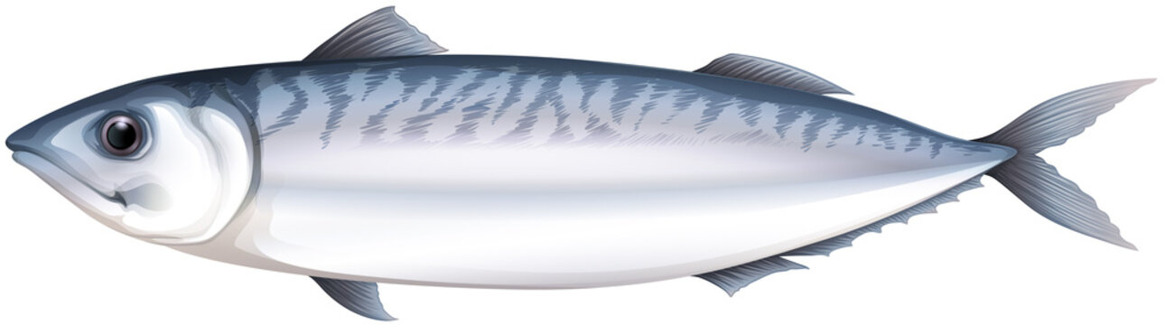 blue mackerel fish, side view, white background clip art preview