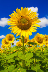 Tipico paesaggio rurale umbro con girasoli