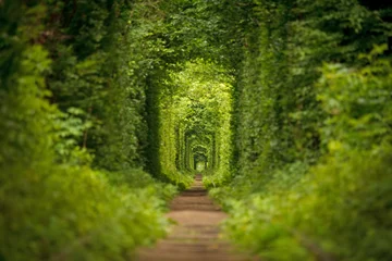 Naadloos Fotobehang Airtex long tunnel of love in Ukraine © sasharec