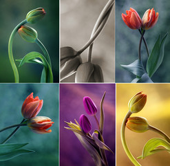 Tulipany kolor