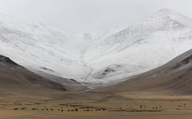 yaks grazing and snowfall in the background