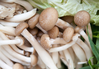 assortment of mushrooms