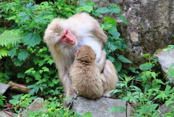 猿の親子　春の地獄谷