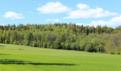 green field and woods 