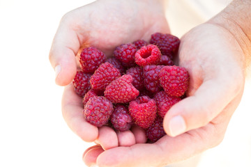 Hands holding red raspberries
