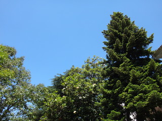 Ярко-зеленые верхушки деревьев на фоне голубого неба