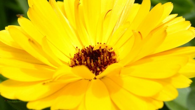 Ringelblume, Calendula offic.,Nahaufnahme der Bl&uuml;te
