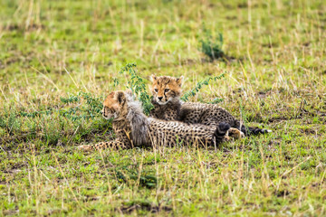 Two cheetah cubs relaxing on savannah