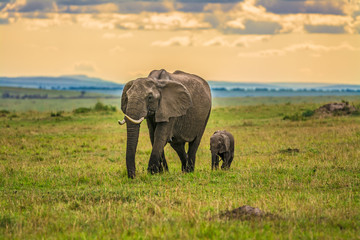 Fototapeta na wymiar Mother elephant with a baby
