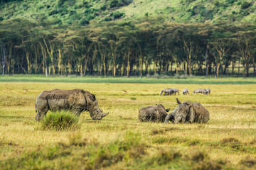 Fototapeta premium White rhinoceros in Lake Nakuru National Park, Kenya