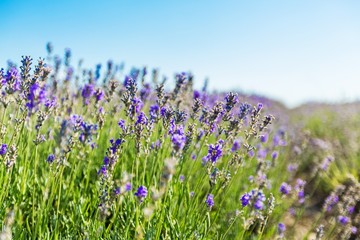 Naklejka premium Lavender, Flower, Lavender Coloured.