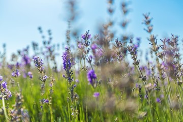 Lavender, Flower, Lavender Coloured.