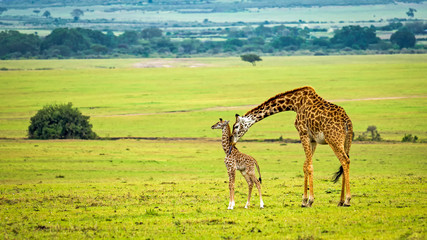 Une mère girafe avec son bébé