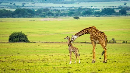 Crédence de cuisine en verre imprimé Girafe Une mère girafe avec son bébé