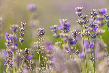 Obraz premium Flower, gardening, garden.