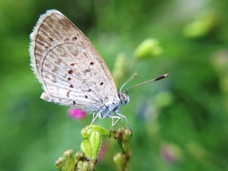 Fototapeta na wymiar tiny butterfly in nature