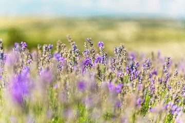 Flower, lilac, background.