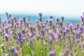 Fototapeta premium Flower, lilac, background.