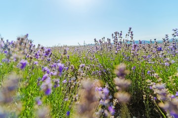 Flower, lilac, background.