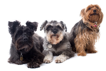 Three Different Types of Terriers Sitting Together